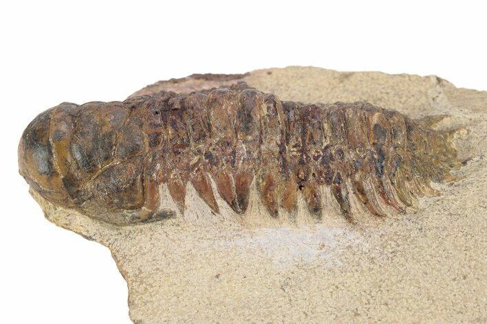 Bargain, Crotalocephalina Trilobite - Atchana, Morocco #341182